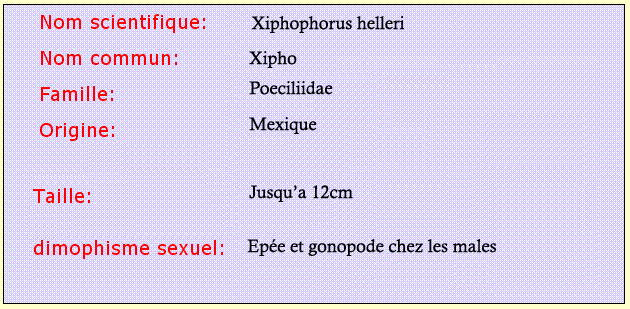 Carte d'identit du xipho