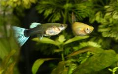 Photo de deux femelles