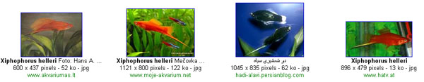 Xiphophorus Helleri (google images)