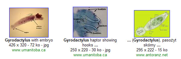 Gyrodactylus by google