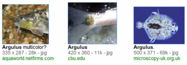 argulus by google