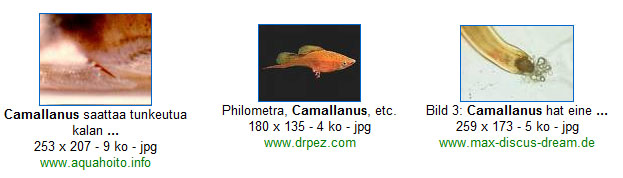 Camallus by google
