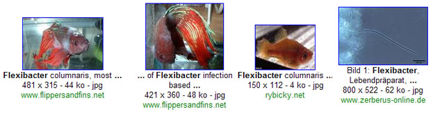 Flexibacter by google