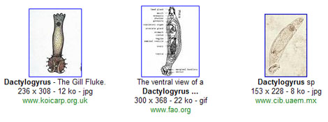 Dactylogyrus by google