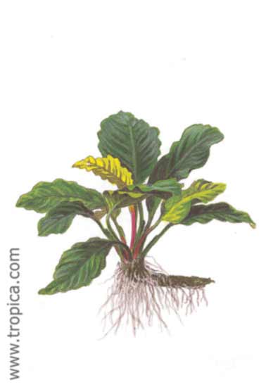 Anubias barteri coffeefolia