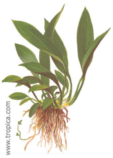 Anubias barteri var. angustifolia