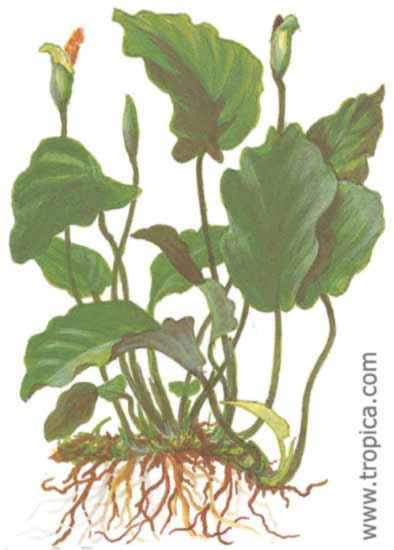 Anubias barteri var. barteri