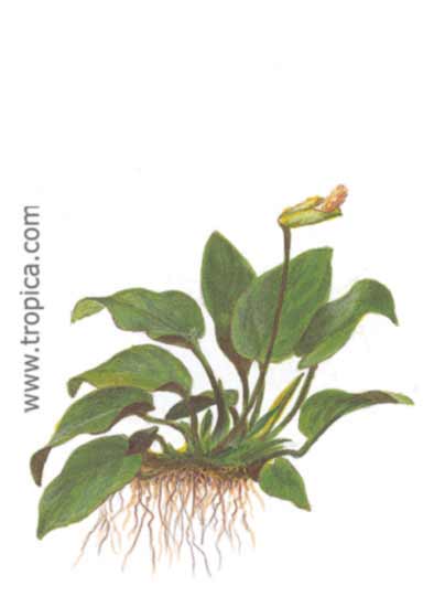 Anubias barteri var. nana