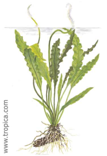 Aponogeton crispus