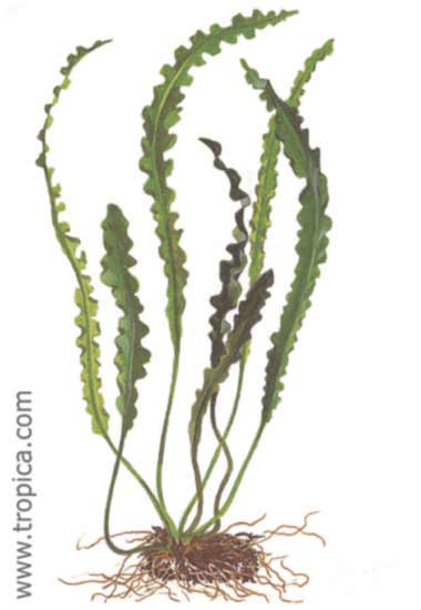 Aponogeton longiplumulosus