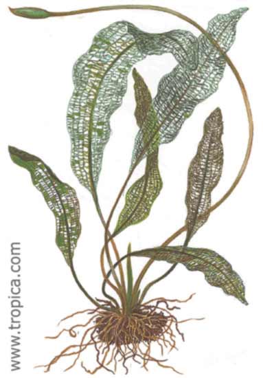 Aponogeton madagascariensis