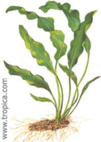 Aponogeton ulvaceus