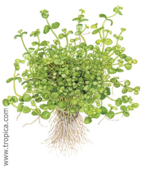 Bacopa australis
