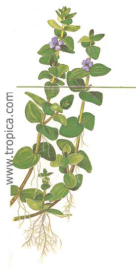 Bacopa caroliniana