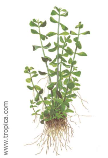 Bacopa monnieri