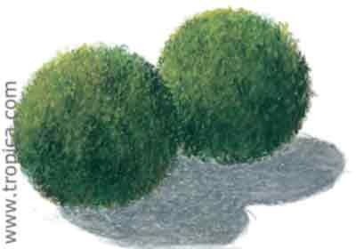 Cladophora aegagropila
