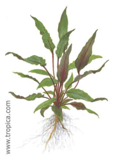 Cryptocoryne beckettii