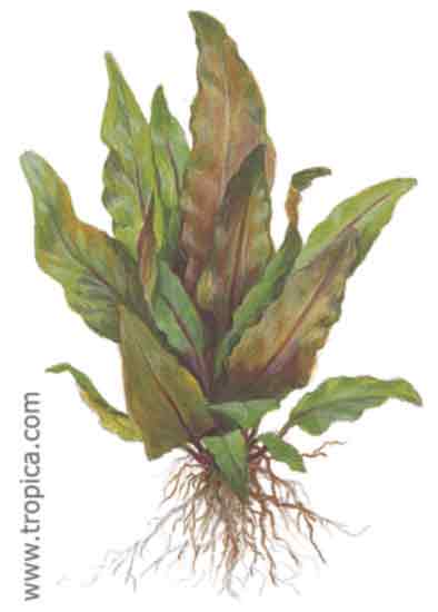 Cryptocoryne undulata broad leaves