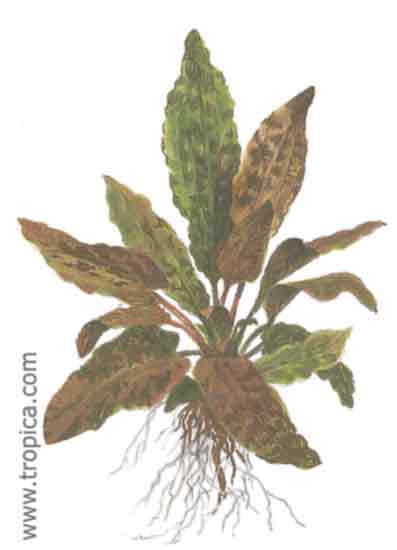 Cryptocoryne wendtii Tropica