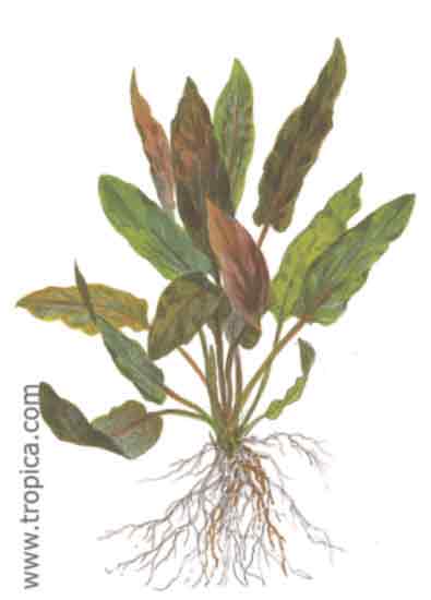 Cryptocoryne wendtii brown