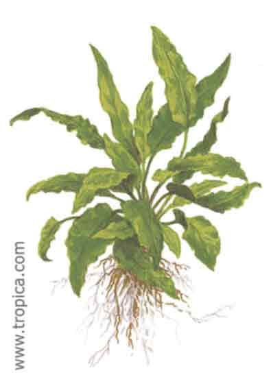 Cryptocoryne wendtii green
