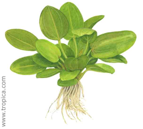 Echinodorus Aquartica