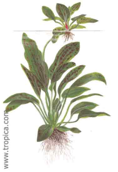 Echinodorus Ozelot Green