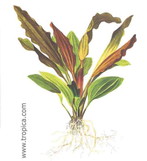 Echinodorus Ros