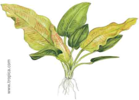 Echinodorus cordifolius ssp. fluitans