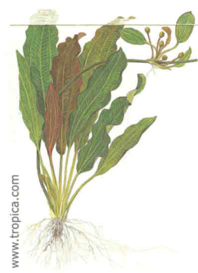 Echinodorus osiris