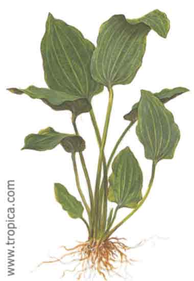 Echinodorus palaefolius var. latifolius
