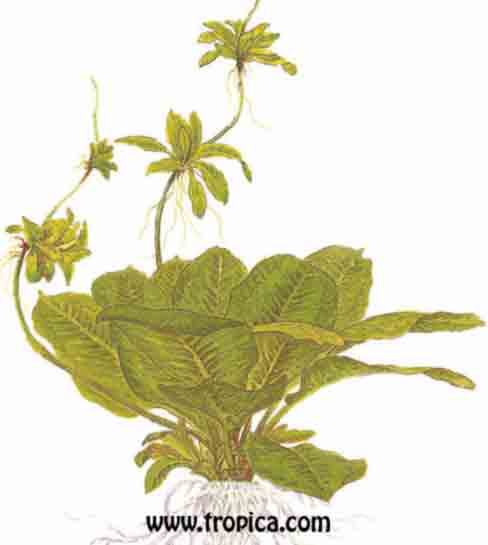 Echinodorus parviflorus