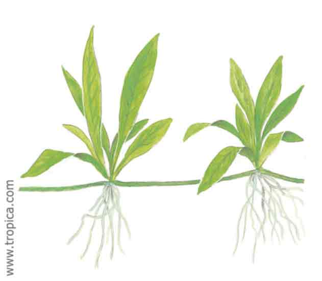 Echinodorus quadricostatus