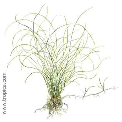 Eleocharis parvula