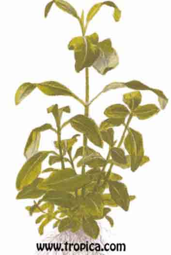 Gymnocoronis spilanthoides