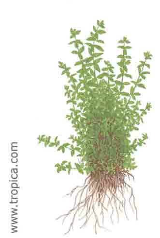 Hemianthus micranthemoides