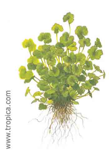 Hydrocotyle sibthorpioides
