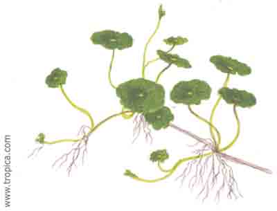 Hydrocotyle verticillata