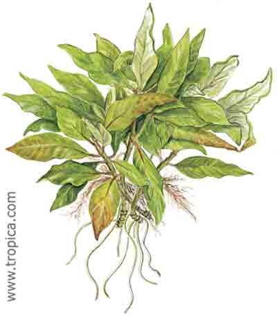 Hygrophila corymbosa Compact