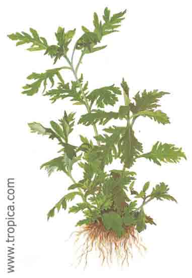Hygrophila difformis