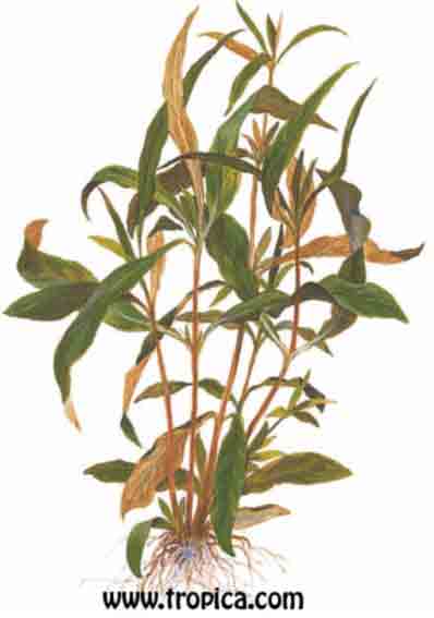 Hygrophila guianensis