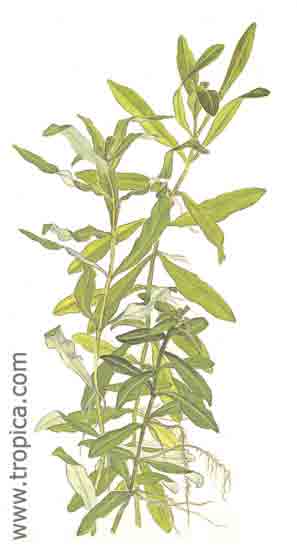 Hygrophila polysperma