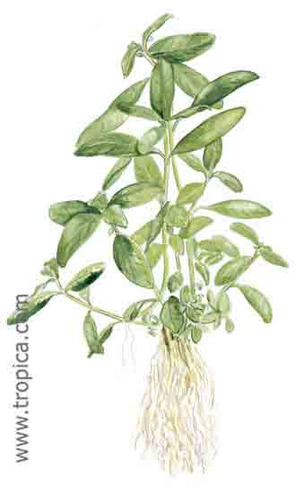 Hygrophila polysperma Big Leaf
