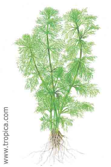 Limnophila aquatica