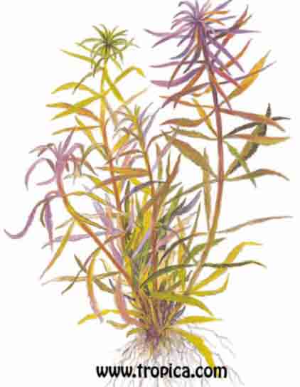Limnophila aromatica