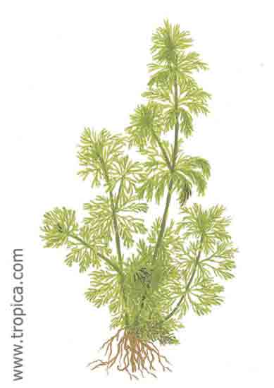 Limnophila sessiliflora
