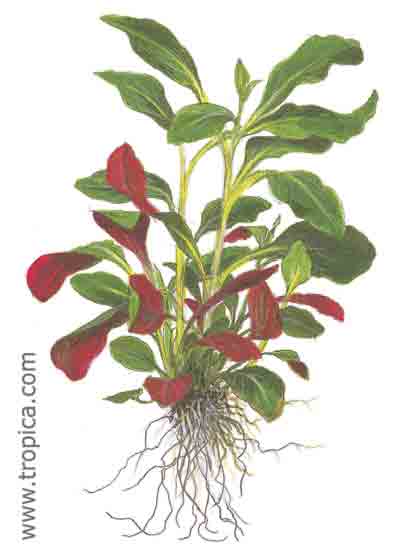 Lobelia cardinalis