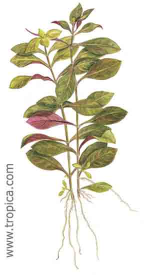 Ludwigia repens 'Rubin'
