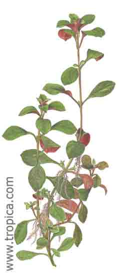 Ludwigia repens