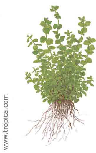Micranthemum umbrosum